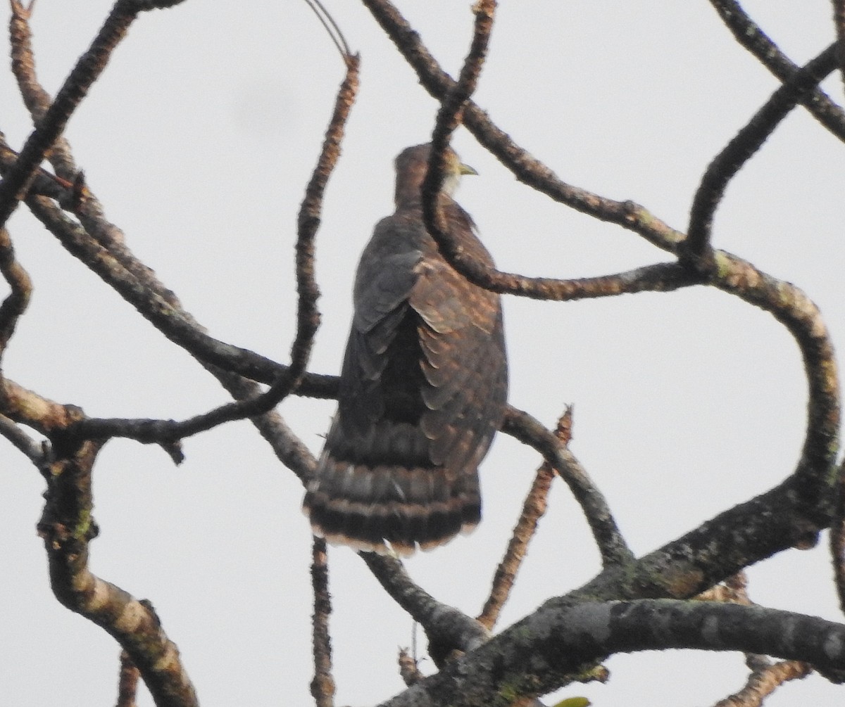 Common Hawk-Cuckoo - ML511419421