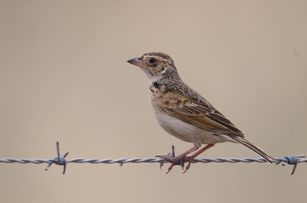 Singing Bushlark (Australasian) - ML511420741