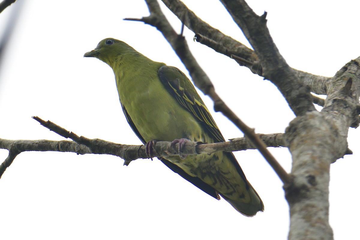 Gray-fronted Green-Pigeon - ML511421591