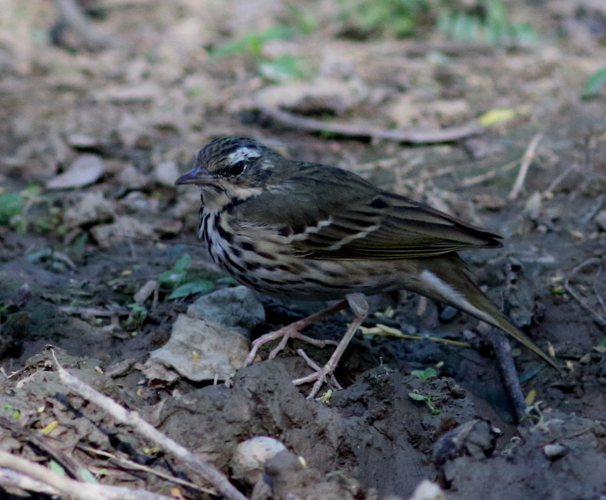 Olive-backed Pipit - ML51142231
