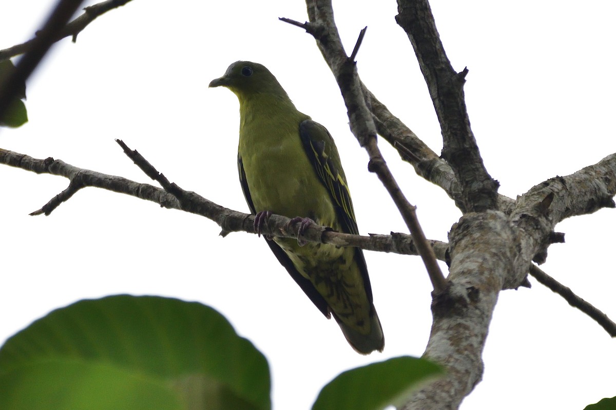 Gray-fronted Green-Pigeon - Sree ..