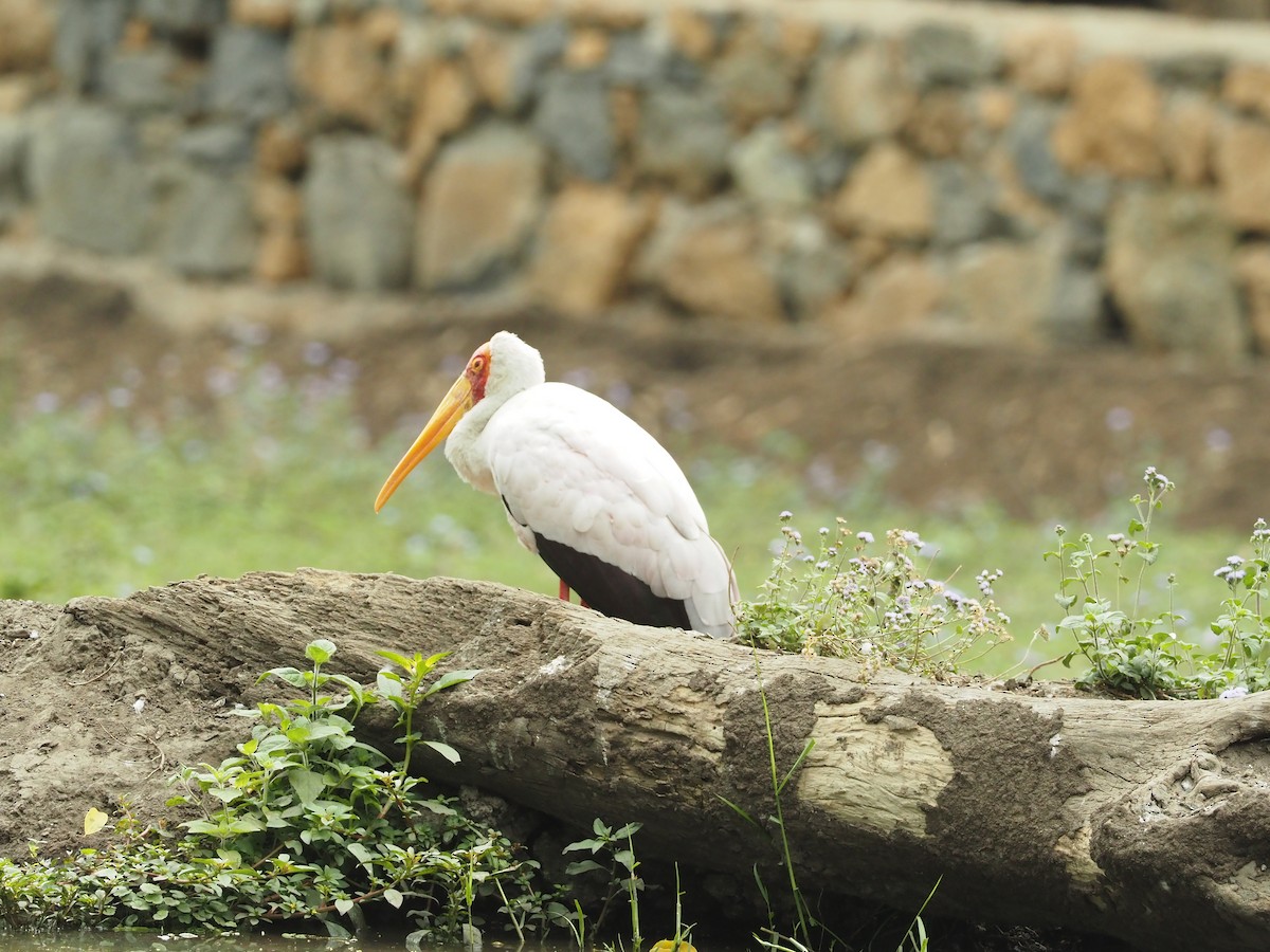 Yellow-billed Stork - ML511423541