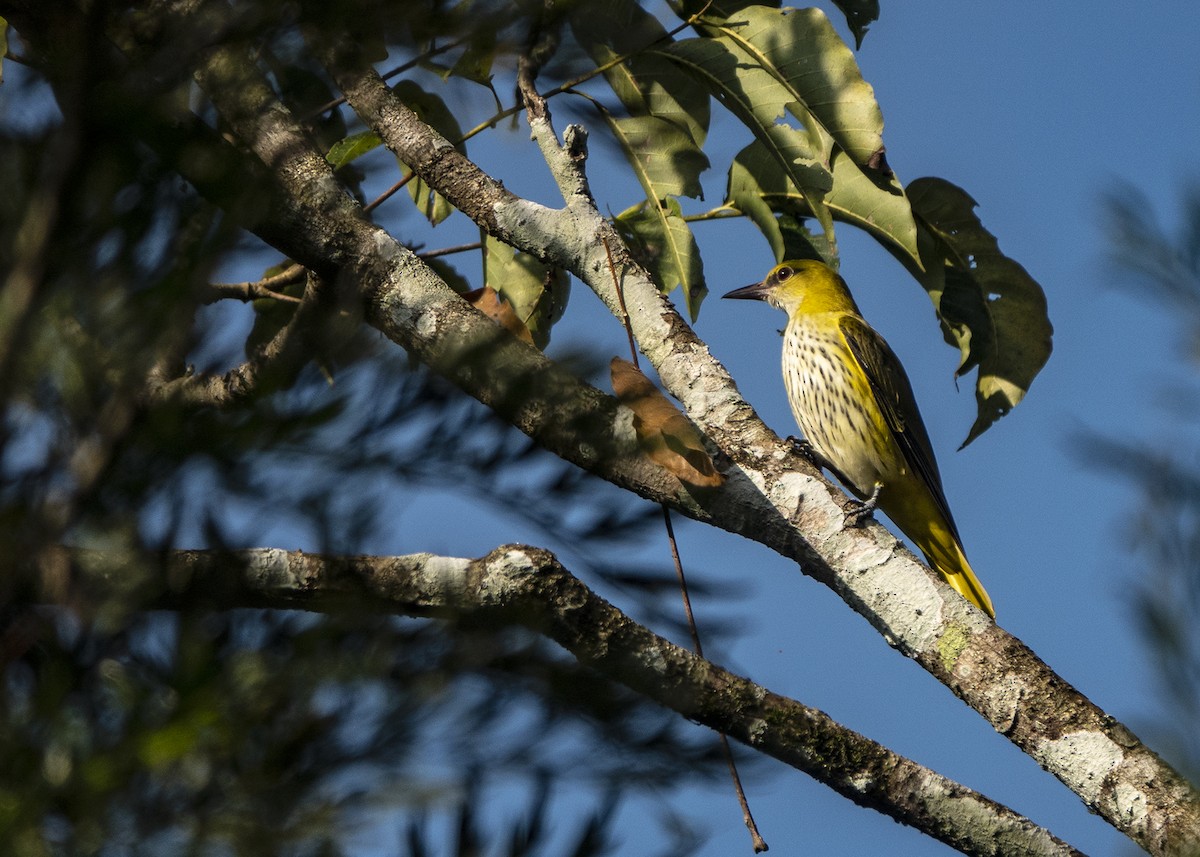 Indian Golden Oriole - ML511424011