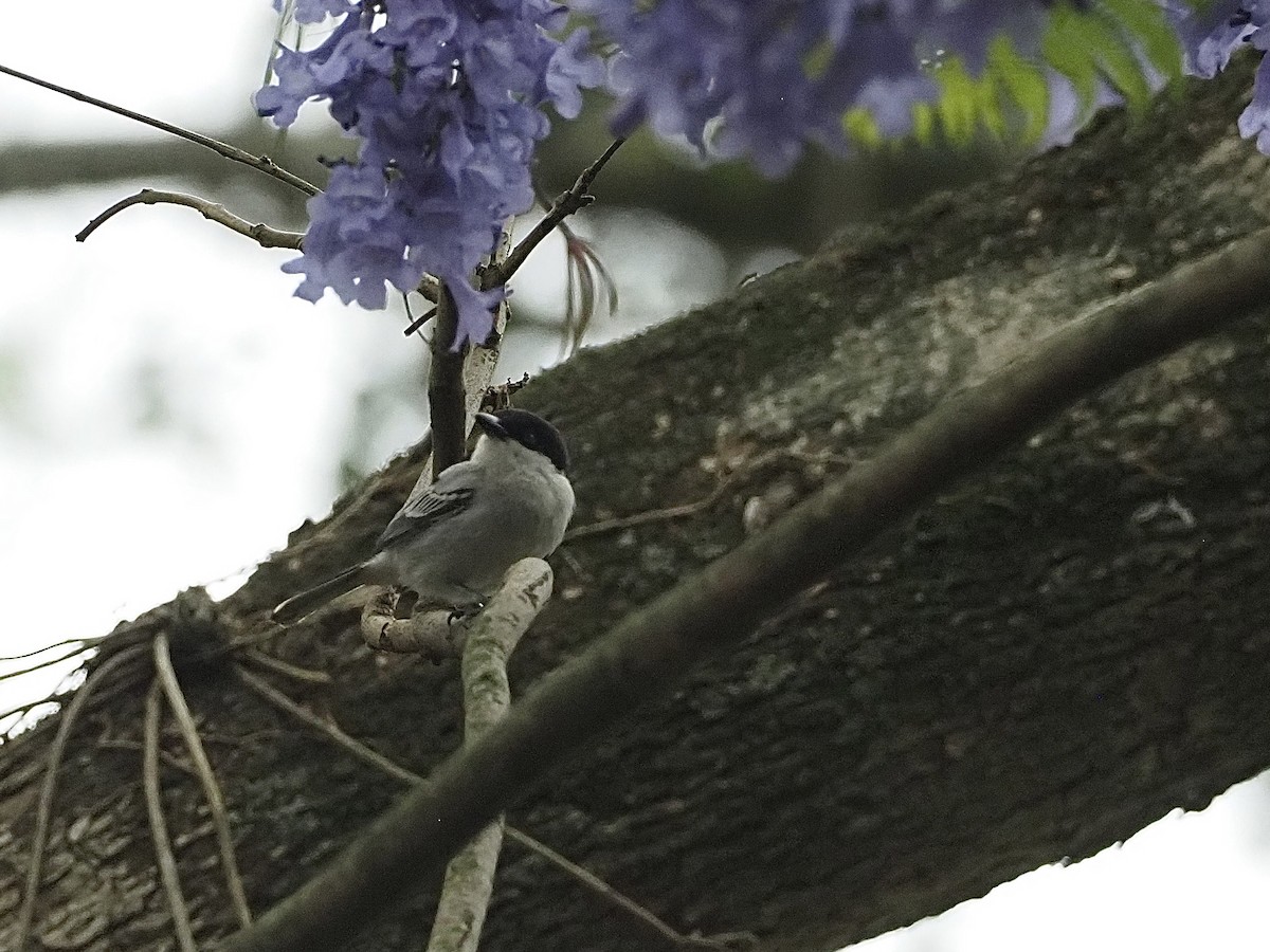 Black-backed Puffback - ML511424121