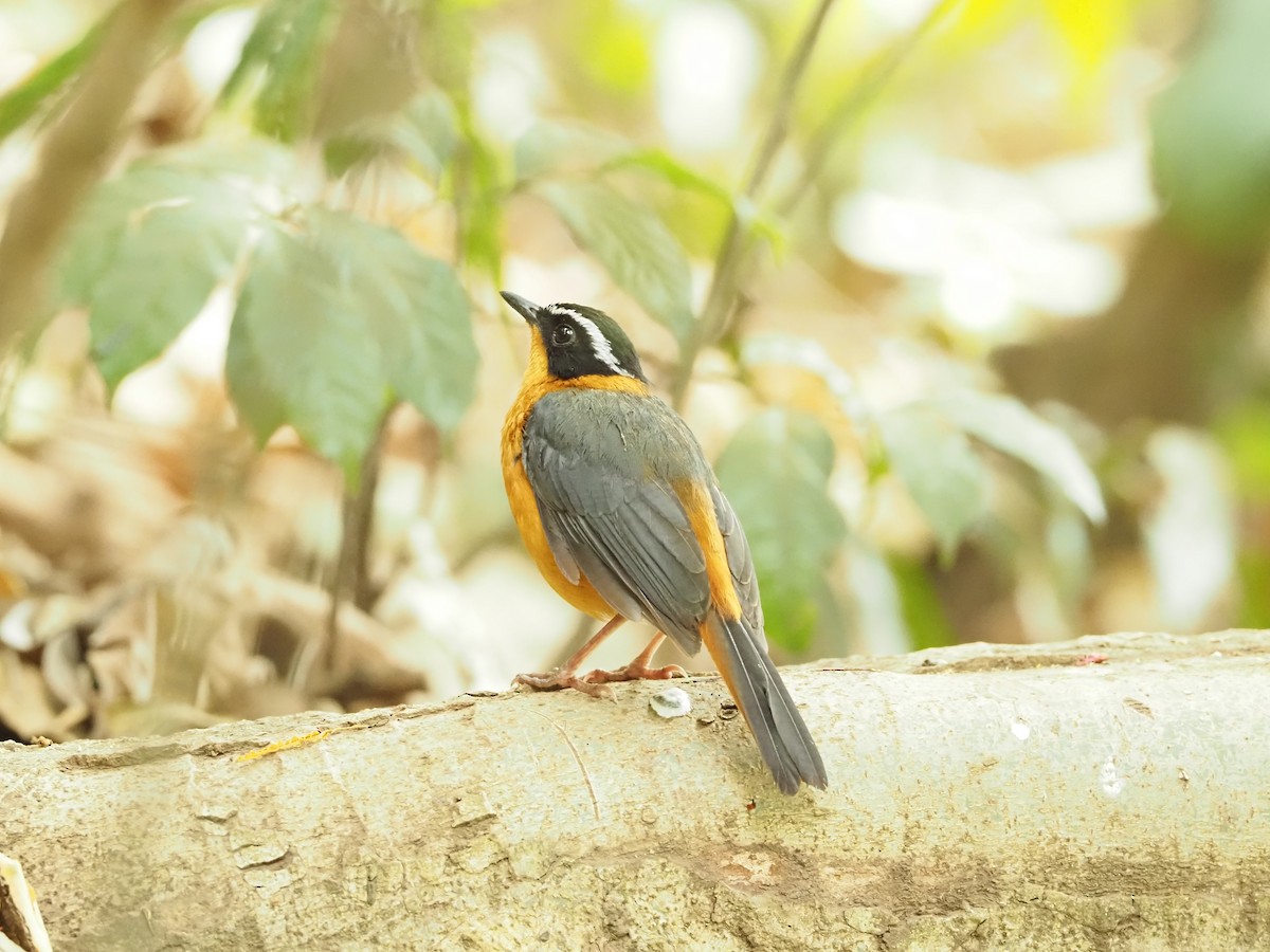 Rüppell's Robin-Chat - ML511424301