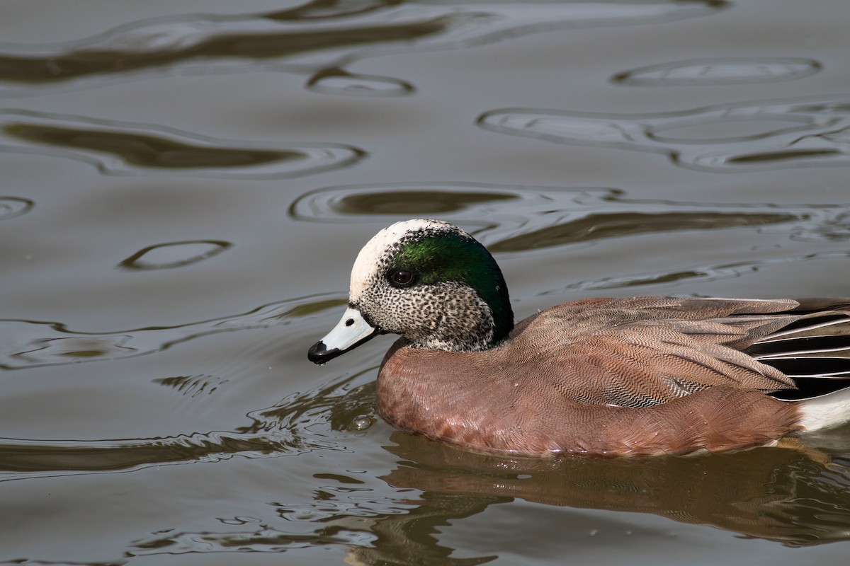 American Wigeon - ML51142441