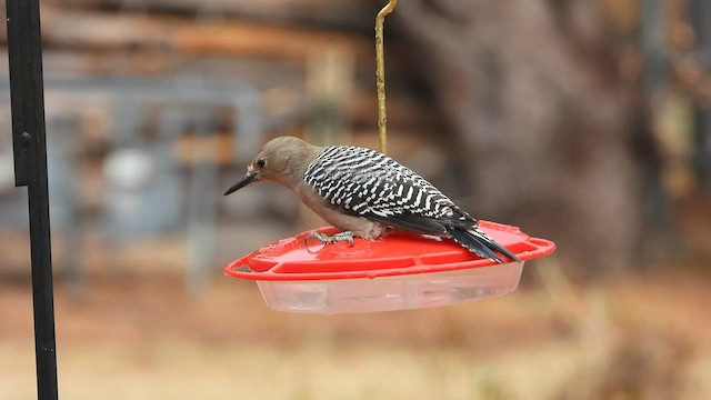 Gila Woodpecker - ML511425291