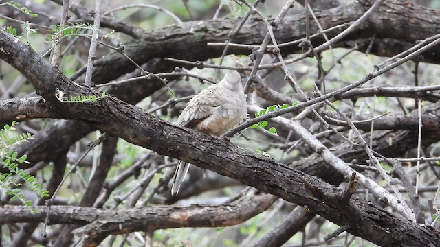 Inca Dove - ML511425551