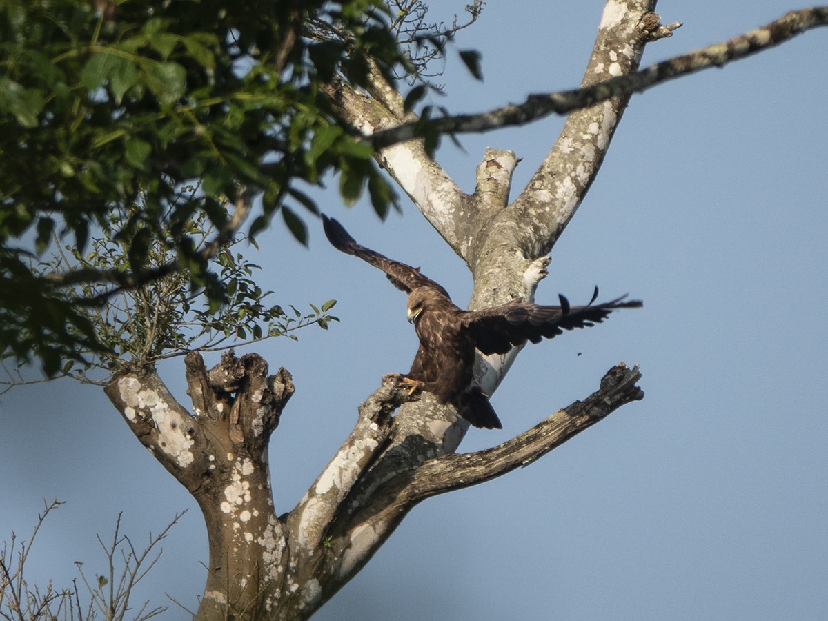 Indian Spotted Eagle - ML511425561