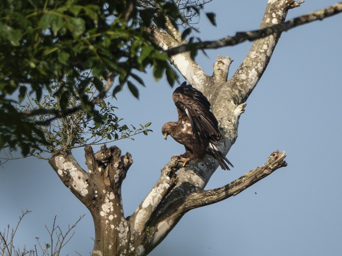 Indian Spotted Eagle - ML511425571