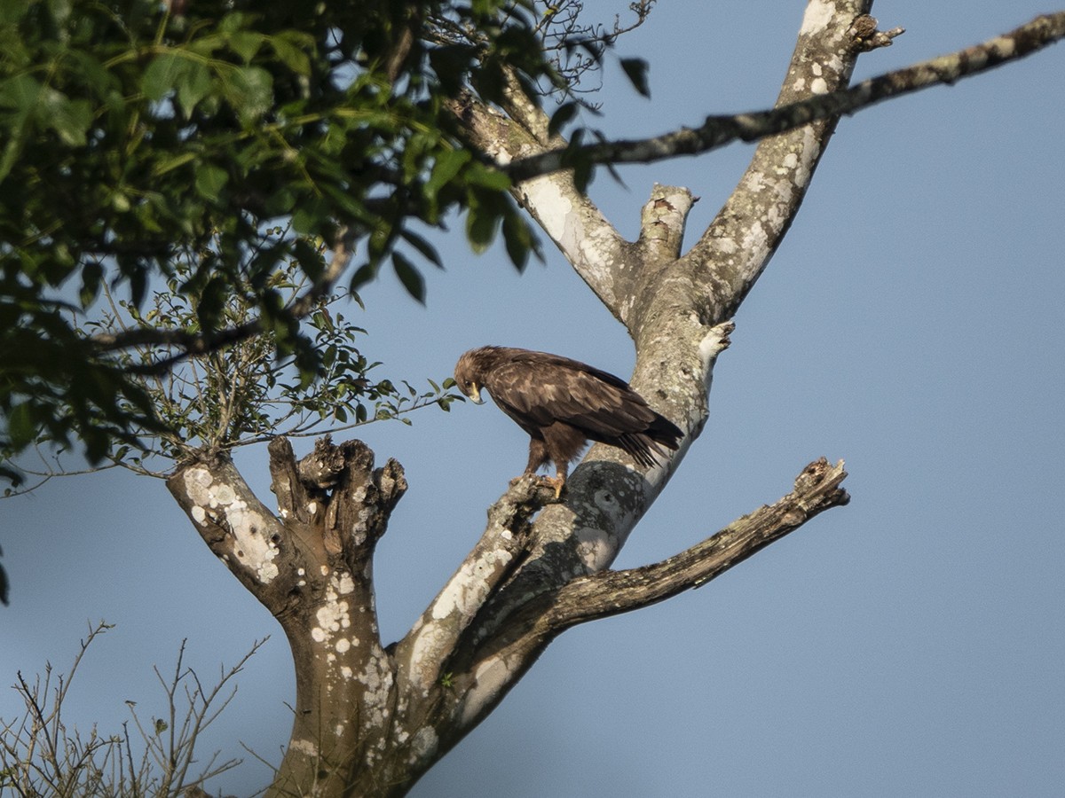 Indian Spotted Eagle - ML511425581