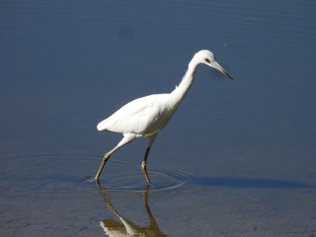 Little Blue Heron - ML511426051