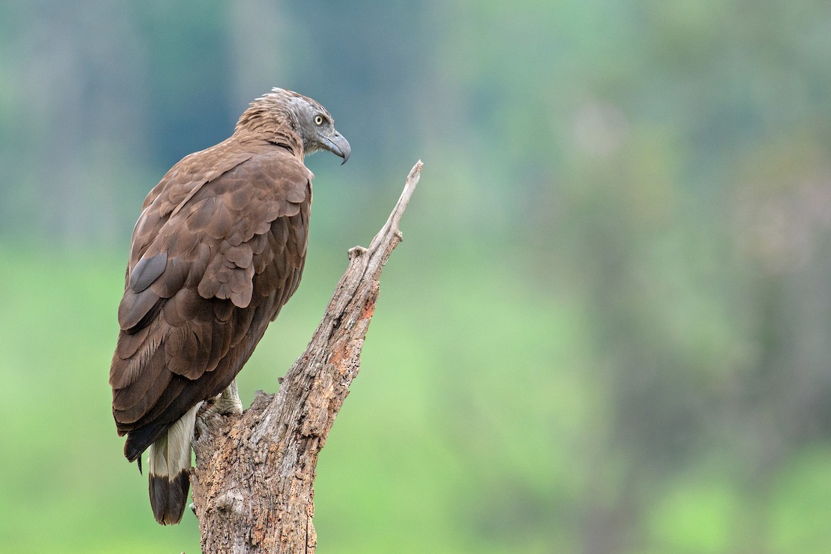 Gray-headed Fish-Eagle - Aseem Kothiala