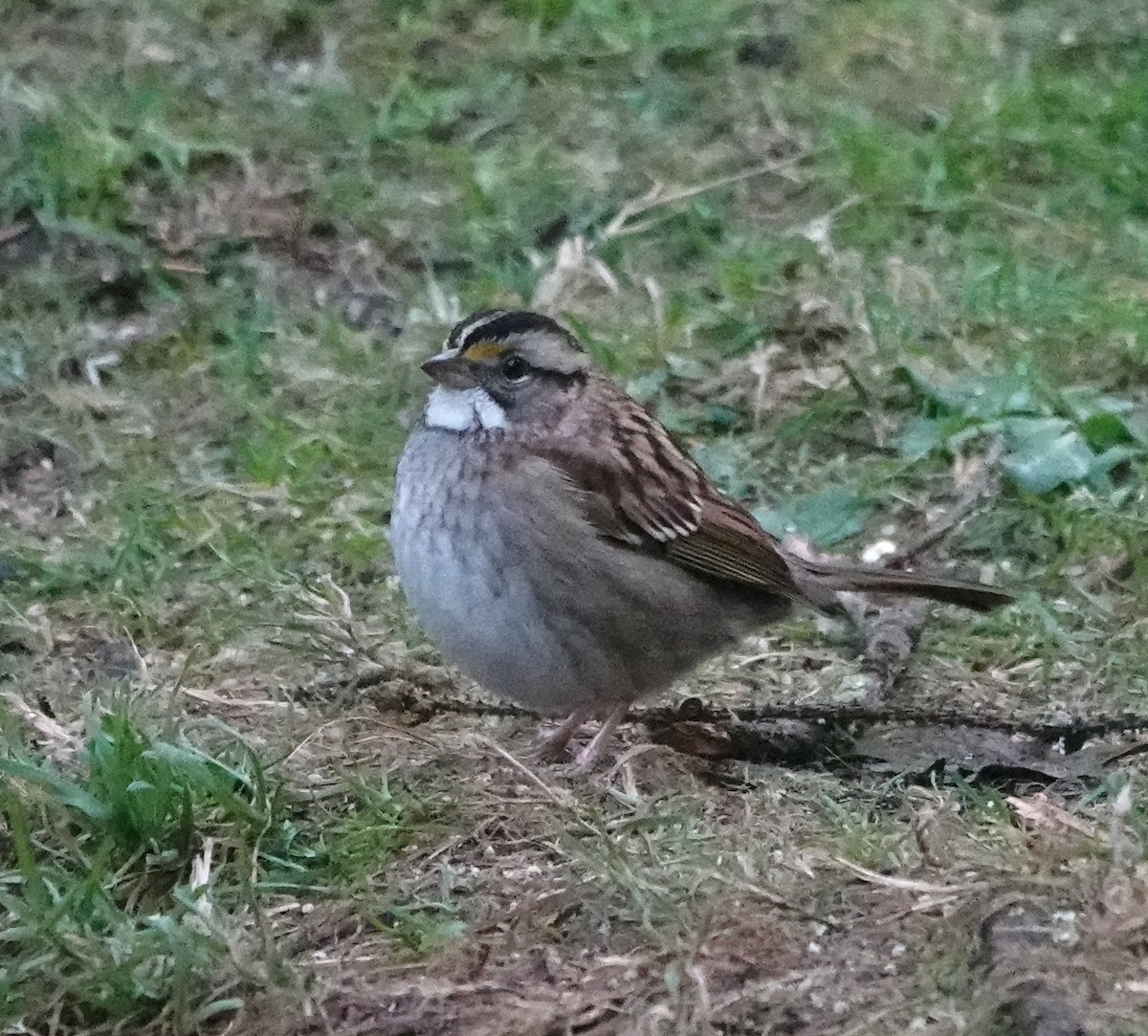 White-throated Sparrow - Jamie Simmons