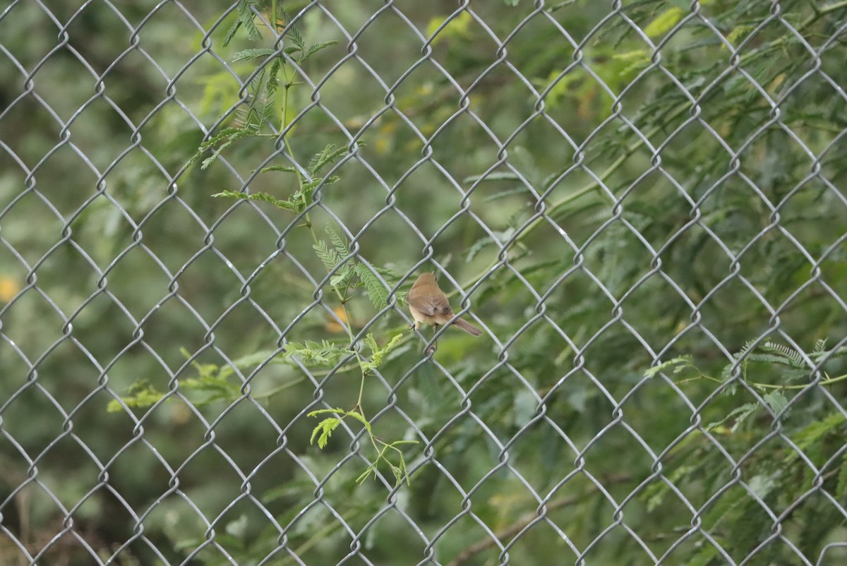 Blyth's Reed Warbler - ML511427581