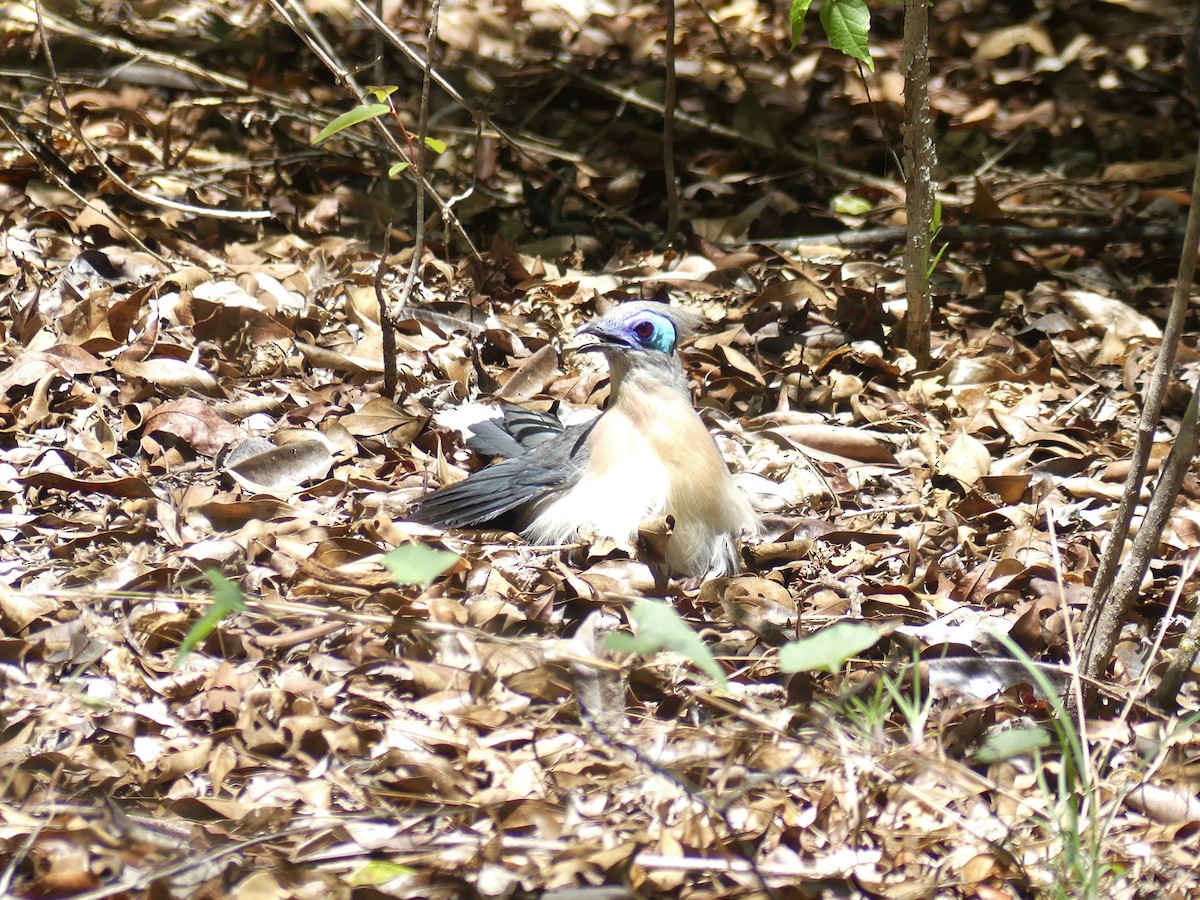 Crested Coua (Crested) - ML511428871