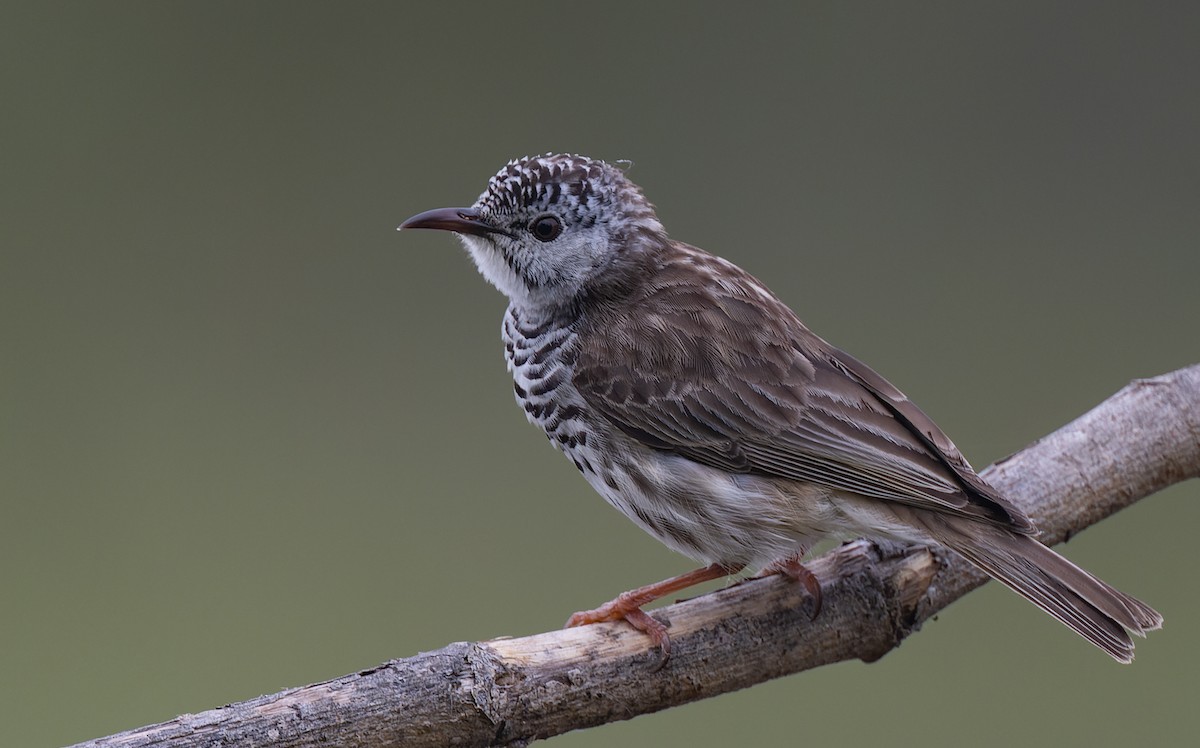 Bar-breasted Honeyeater - Geoff Dennis