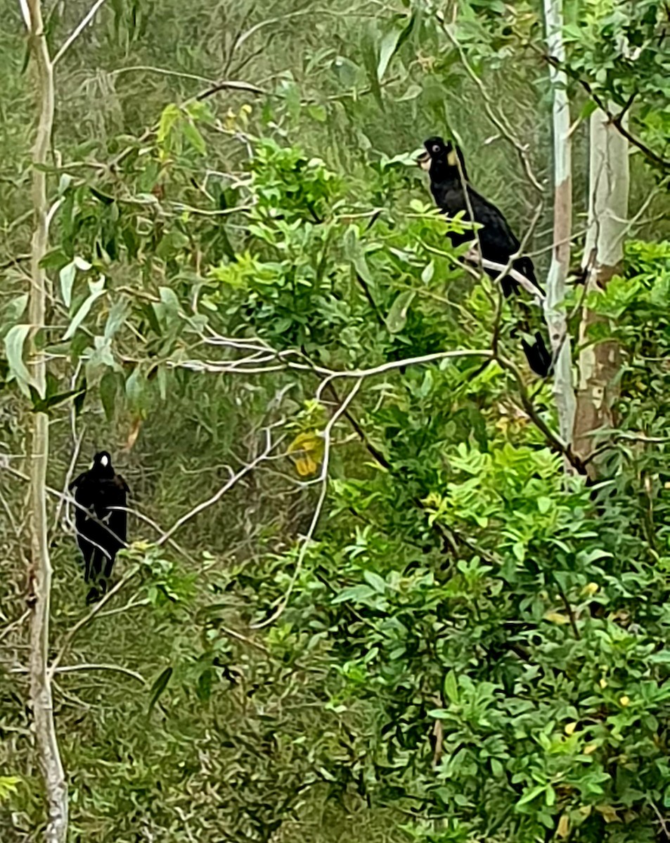 Cacatúa Fúnebre Coliamarilla - ML511431601