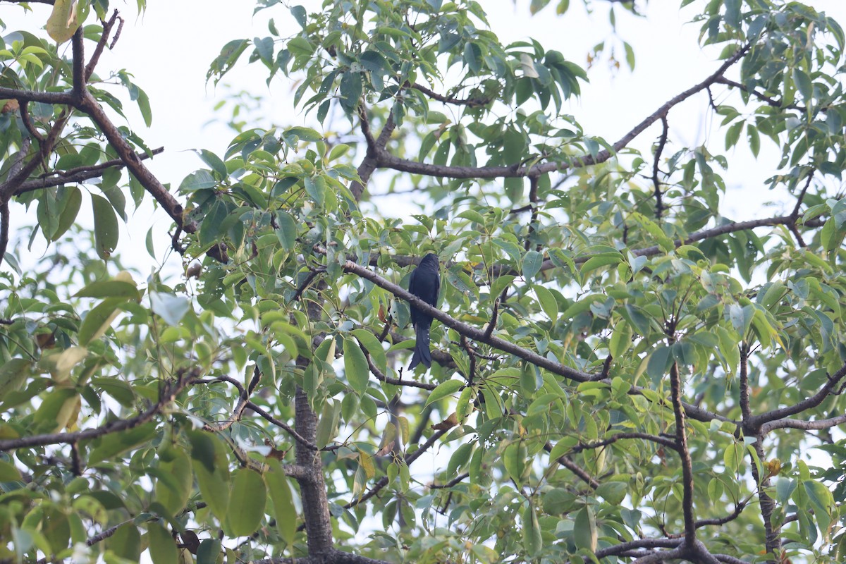 Fork-tailed Drongo-Cuckoo - ML511432961