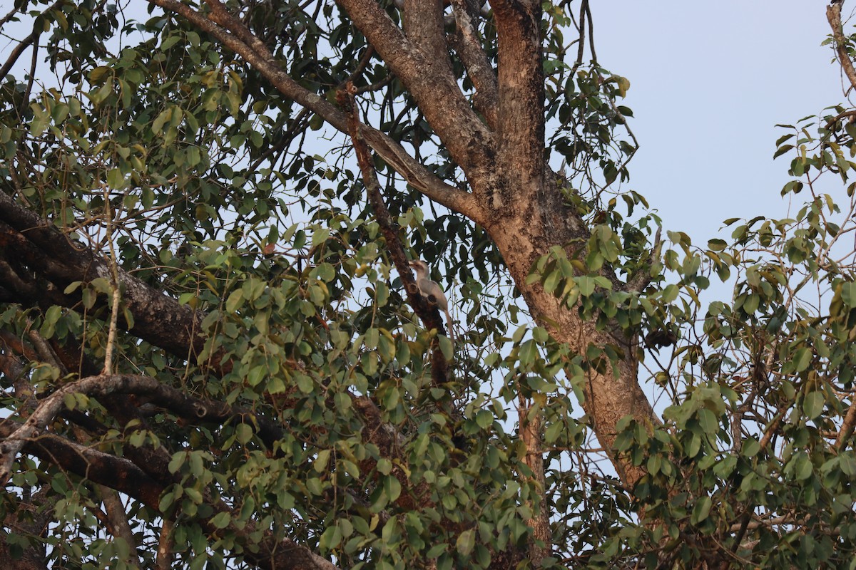 Indian Gray Hornbill - ML511433101