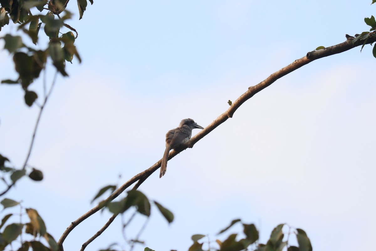 Indian Gray Hornbill - ML511433111