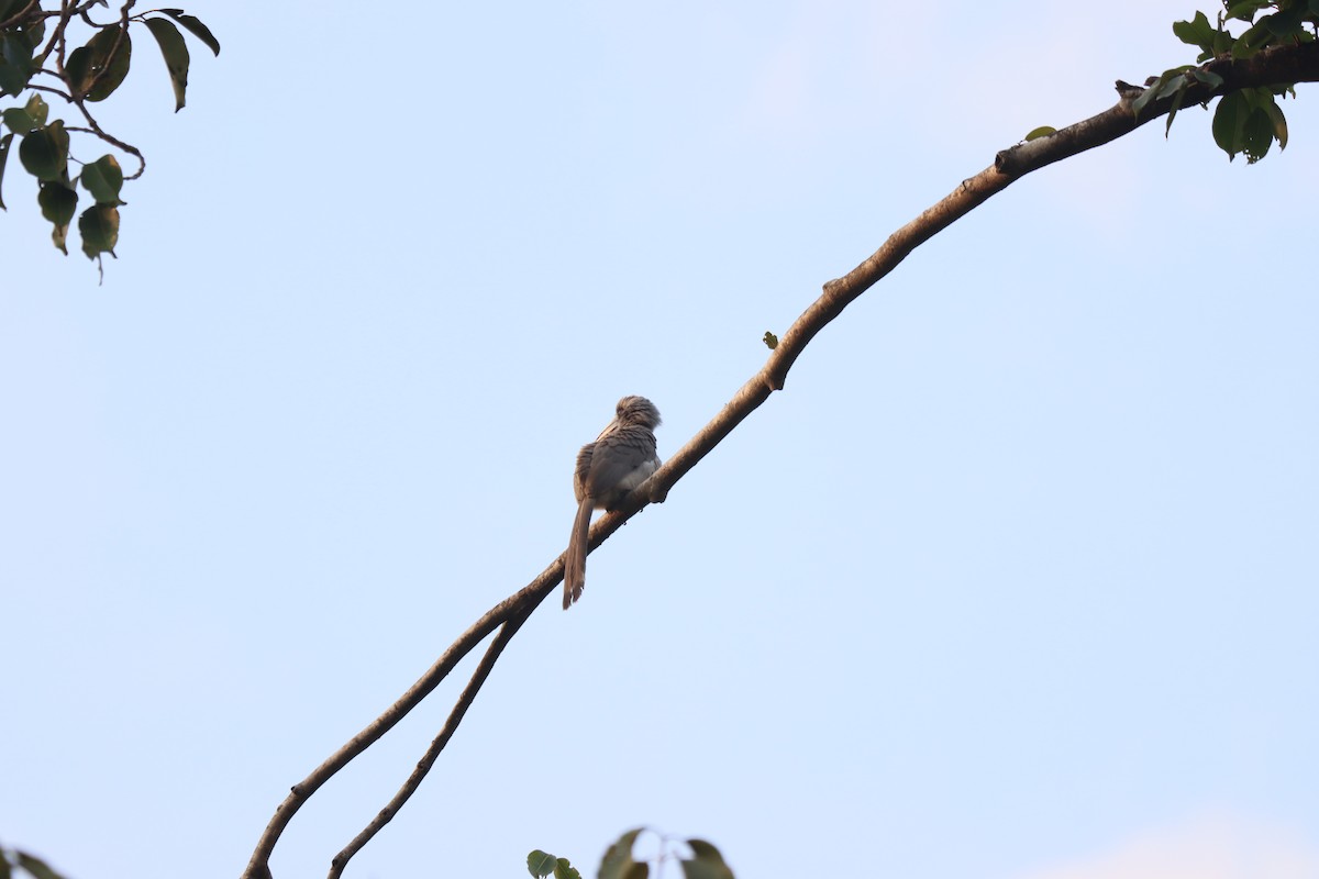 Indian Gray Hornbill - ML511433121