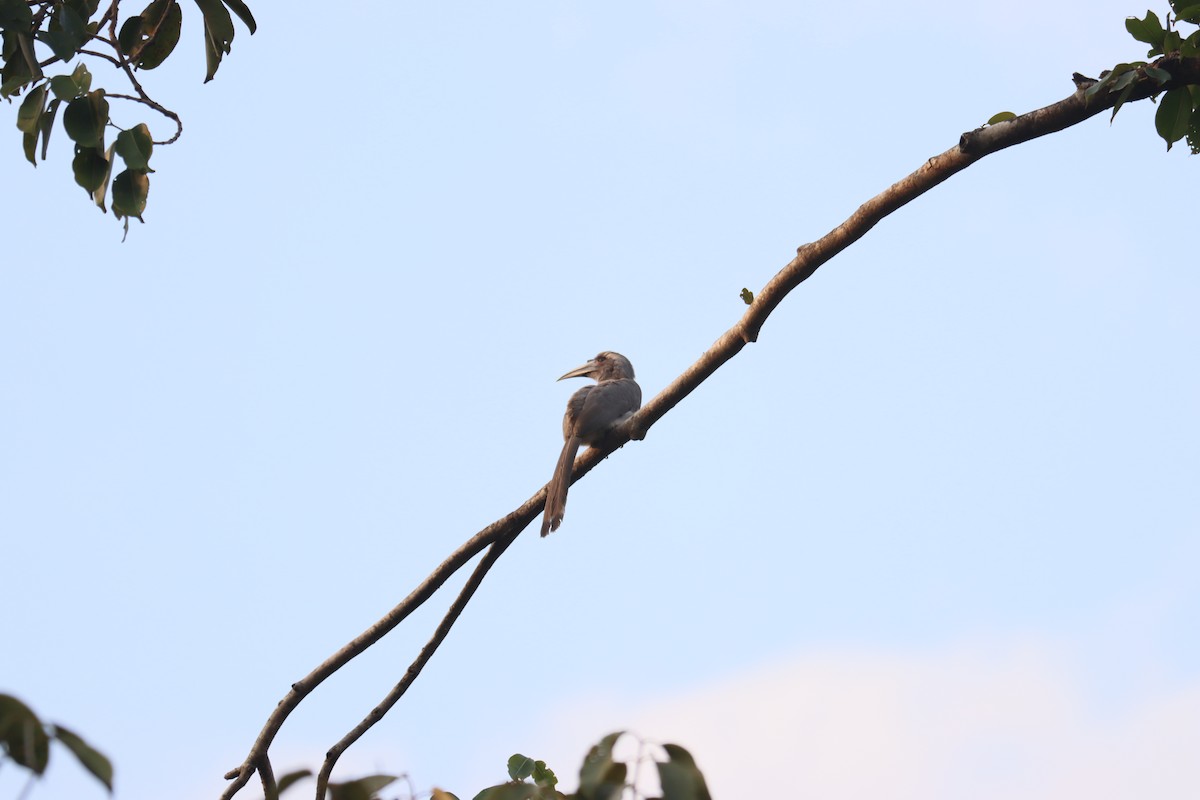 Indian Gray Hornbill - ML511433131