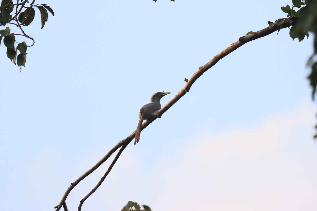 Indian Gray Hornbill - ML511433141