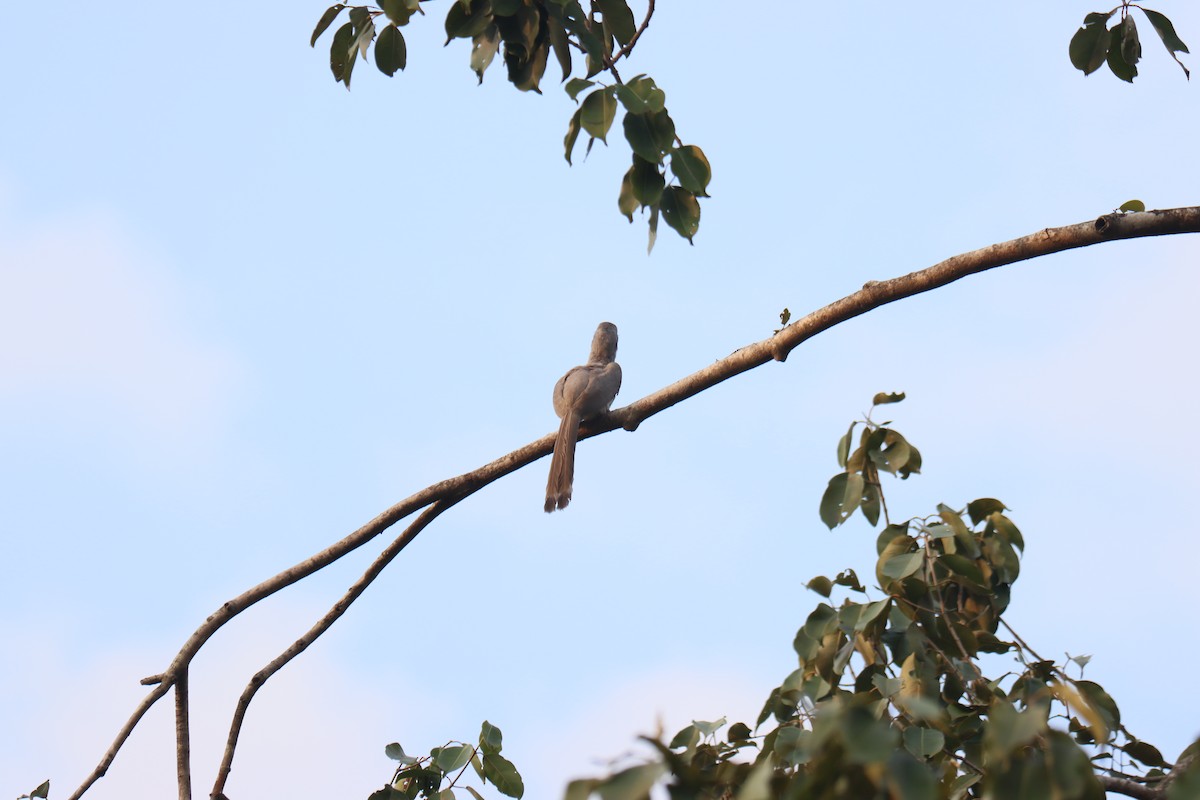 Indian Gray Hornbill - ML511433151