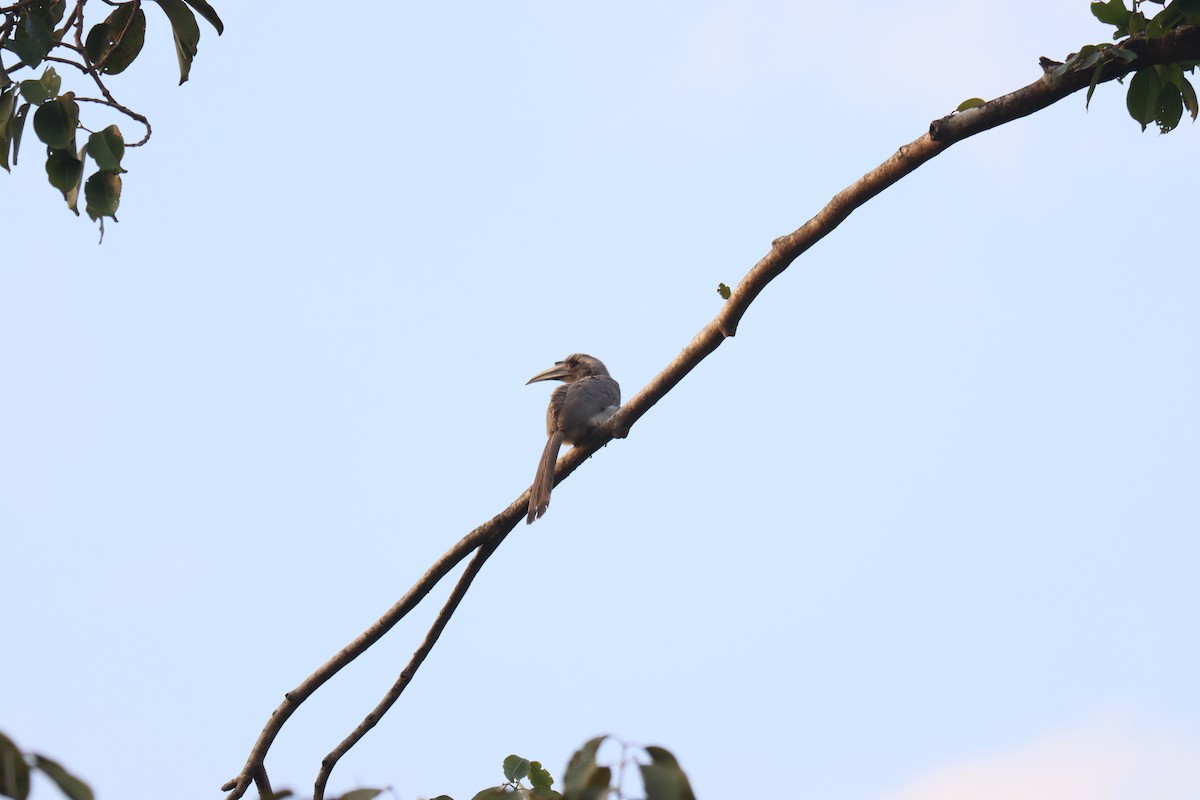 Indian Gray Hornbill - ML511433161