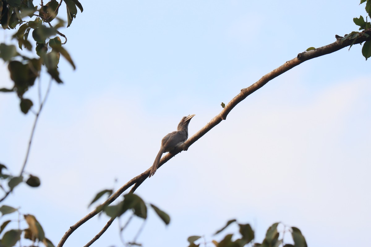 Indian Gray Hornbill - ML511433171