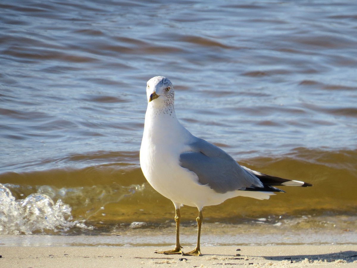 Ring-billed Gull - WS Barbour