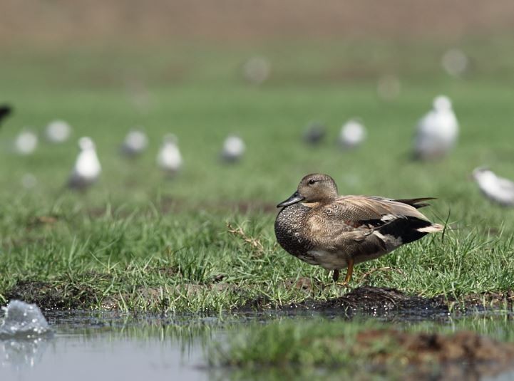 Gadwall - ML51143741