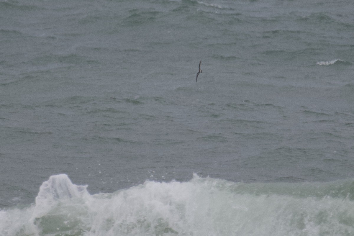 Leach's Storm-Petrel - ML511438151