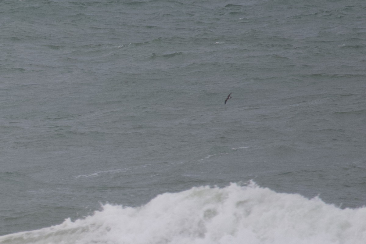 Leach's Storm-Petrel - ML511438161