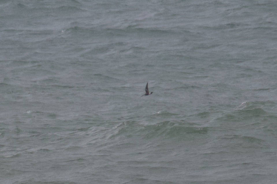 Leach's Storm-Petrel - ML511438221