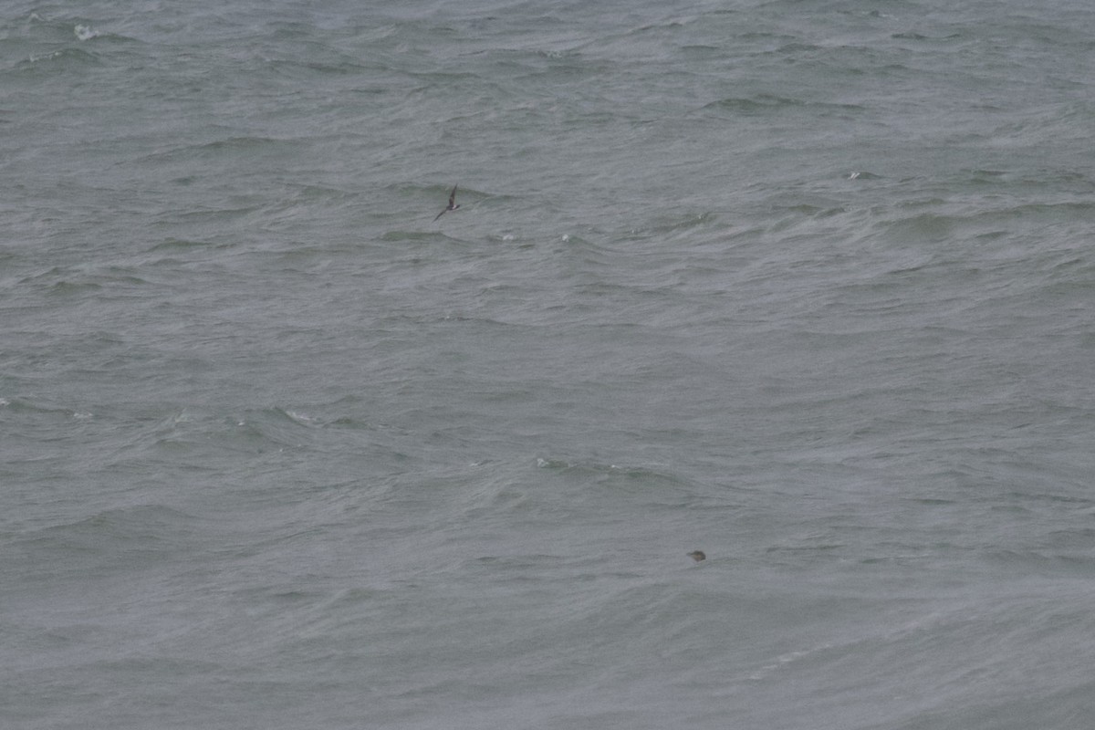 Leach's Storm-Petrel - ML511438241