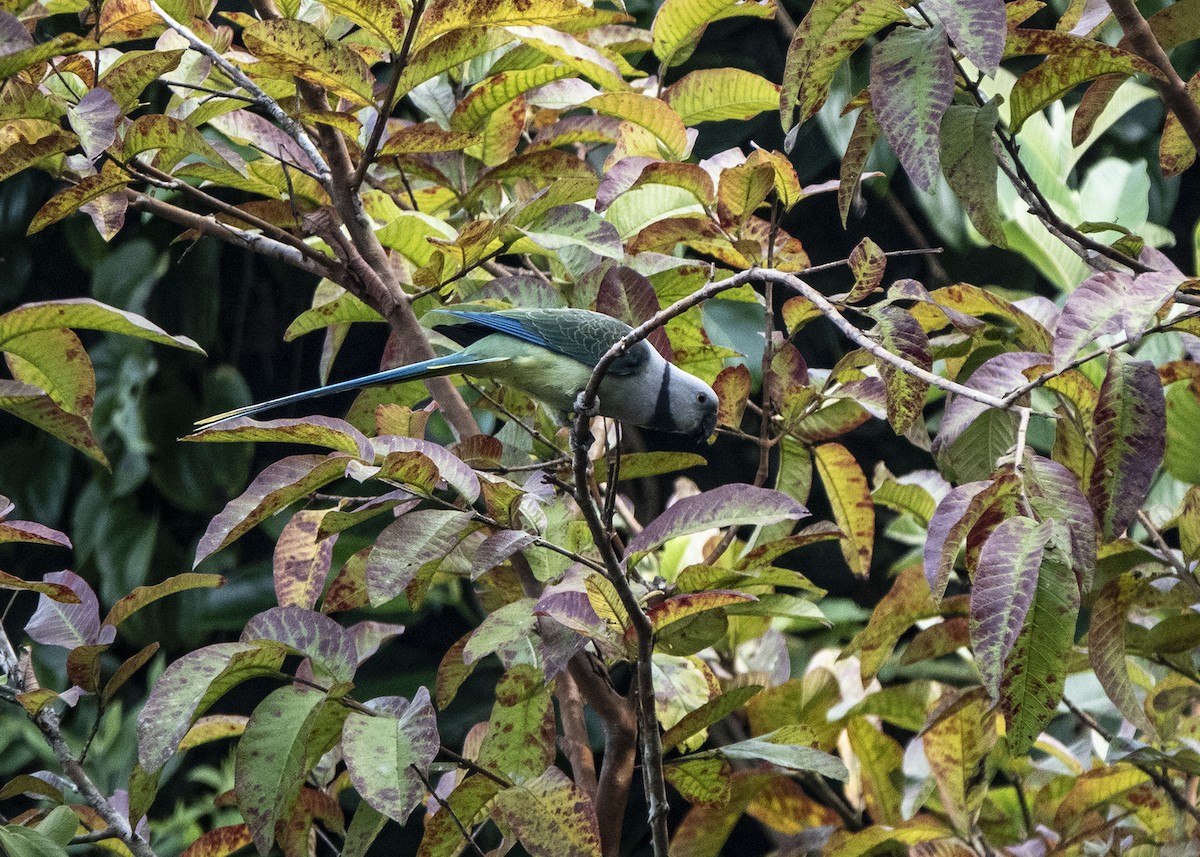 Malabar Yeşil Papağanı - ML511439921