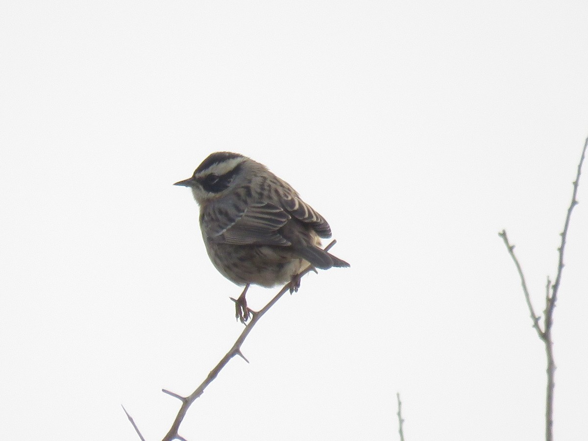 Radde's Accentor - ML511440181