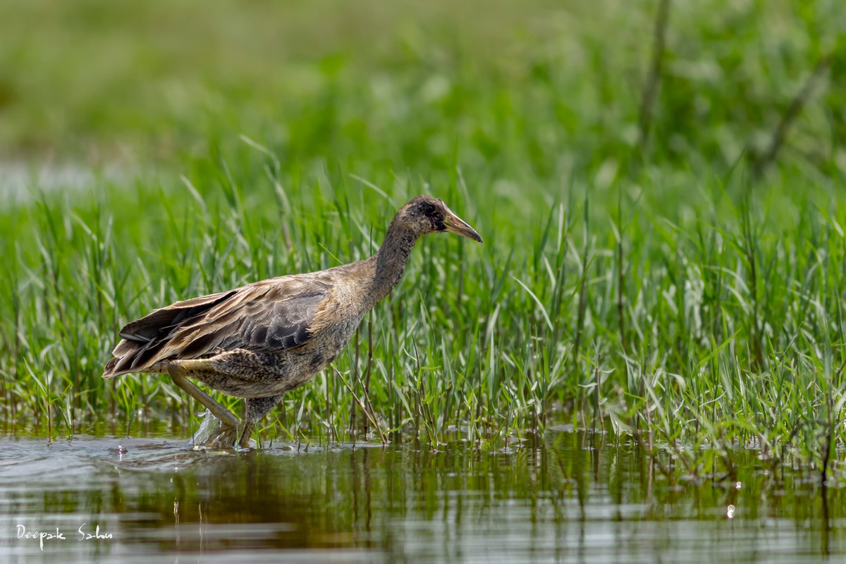 Watercock - ML51144021