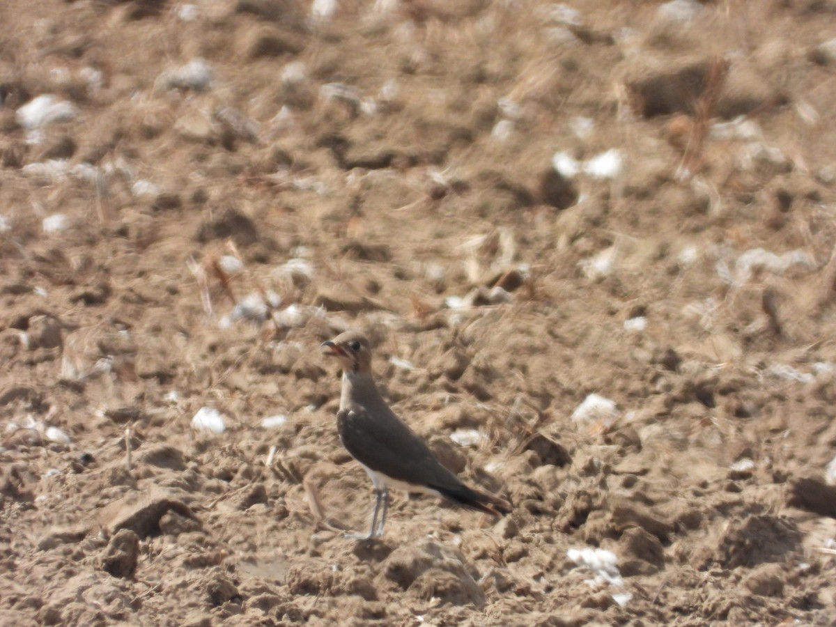 Oriental Pratincole - ML511441181