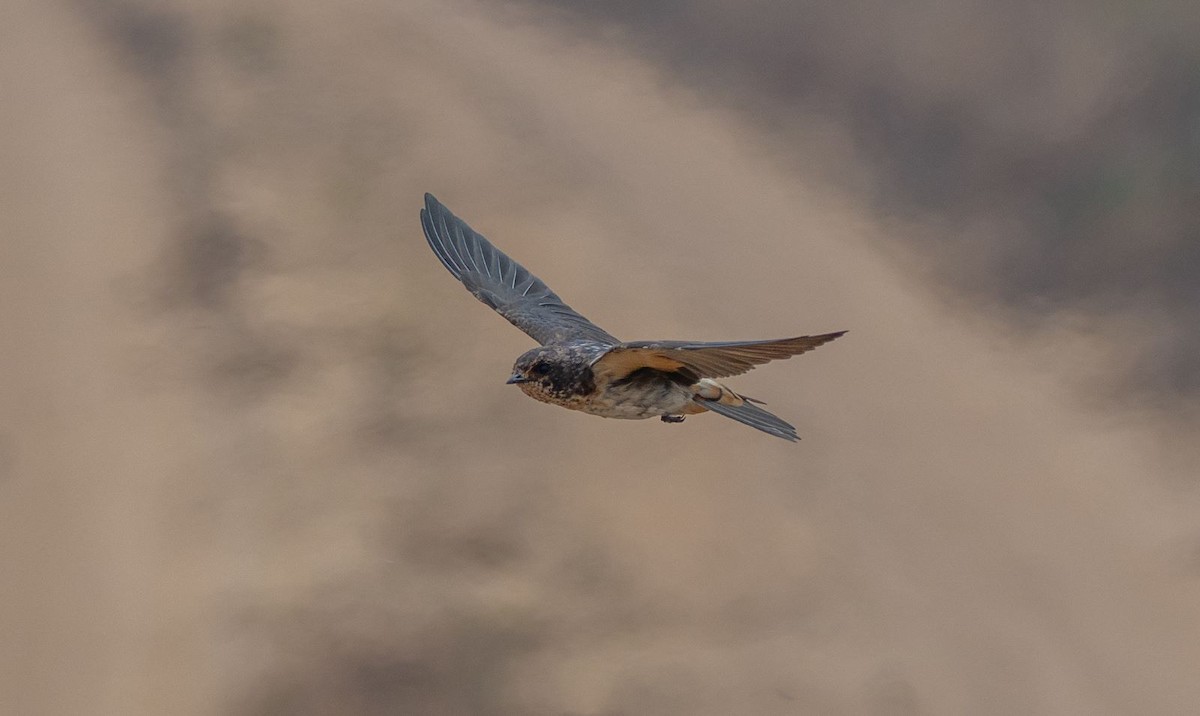South African Swallow - ML511441391