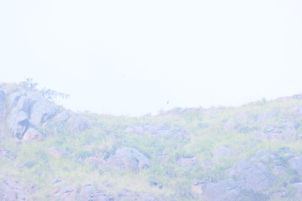 sokol stěhovavý (ssp. peregrinator) - ML511441911