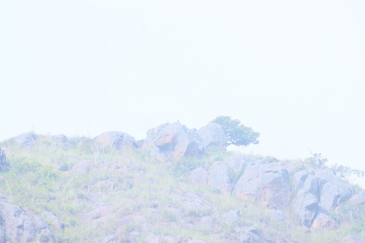 sokol stěhovavý (ssp. peregrinator) - ML511441931