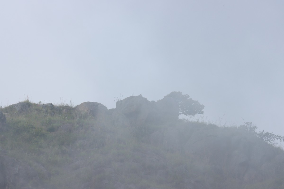 Peregrine Falcon (Shaheen) - ML511441941