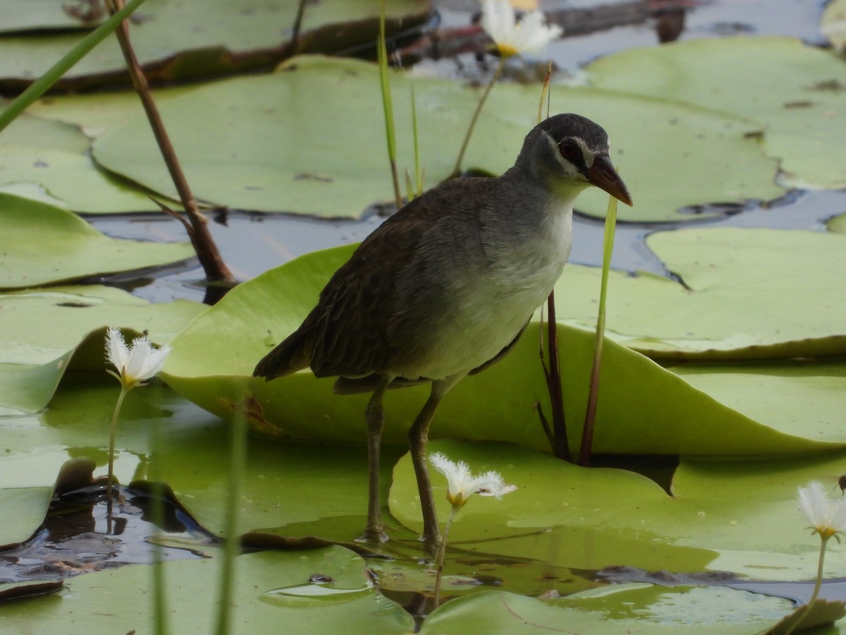 White-browed Crake - Luke Enright