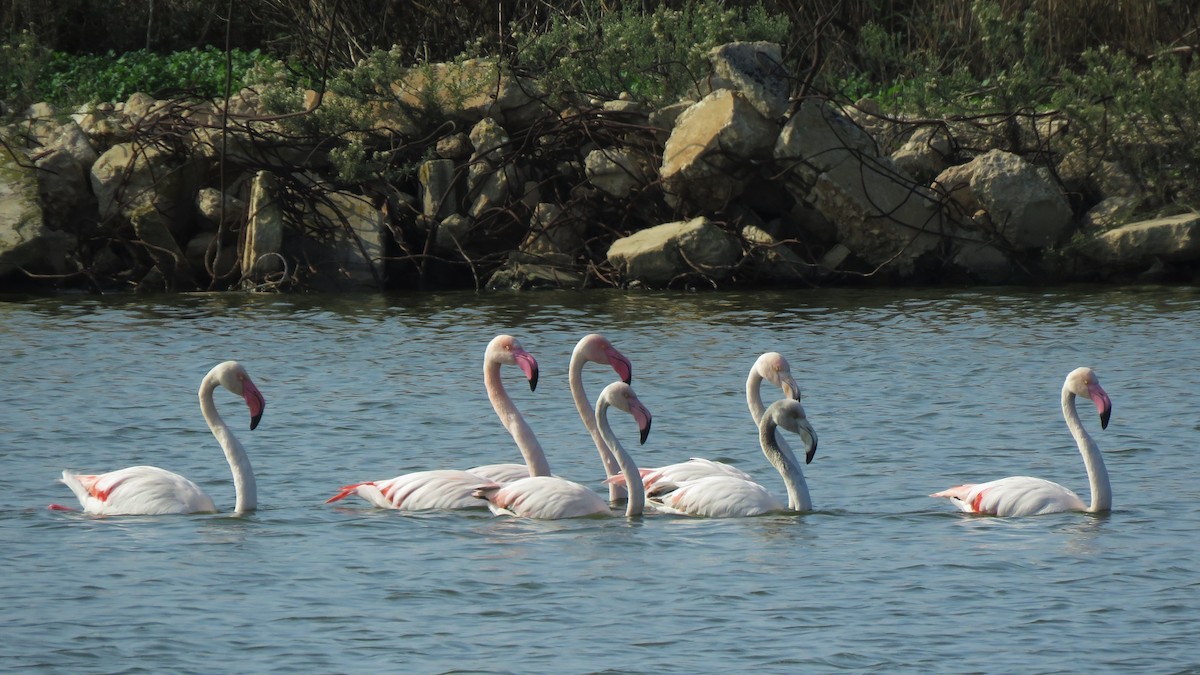 Greater Flamingo - Daniel Melamed
