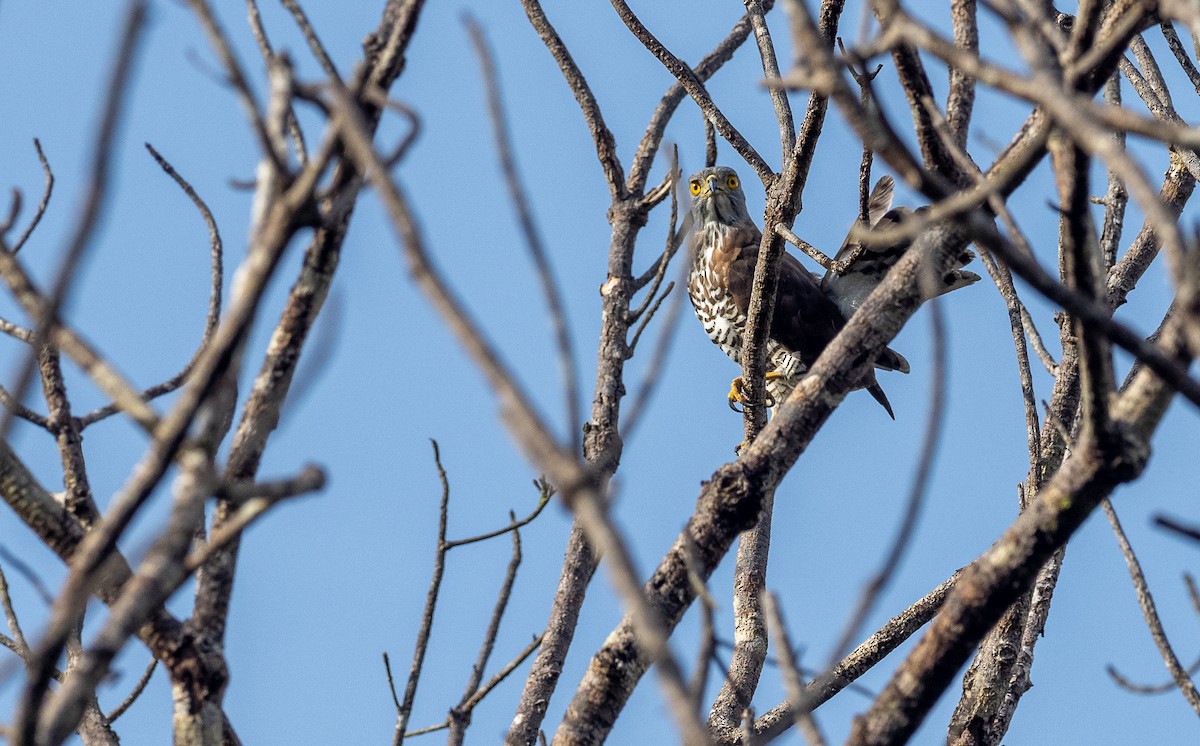 Crested Goshawk - Forest Botial-Jarvis