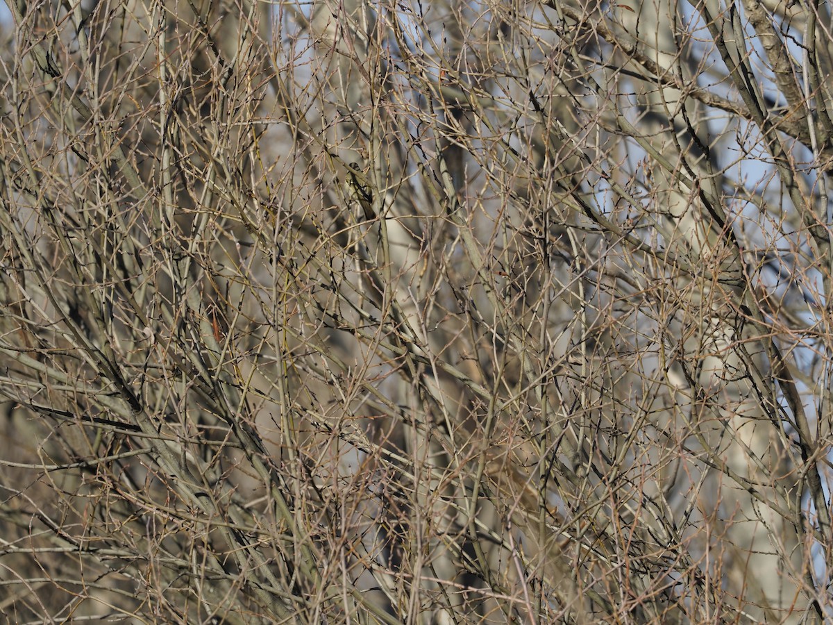 Hume's Warbler - ML511444081