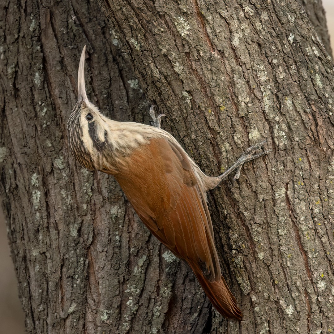 Narrow-billed Woodcreeper - Lars Petersson | My World of Bird Photography